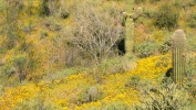 PICTURES/Pipeline Trail & Wildflowers/t_Long Shot5.JPG
